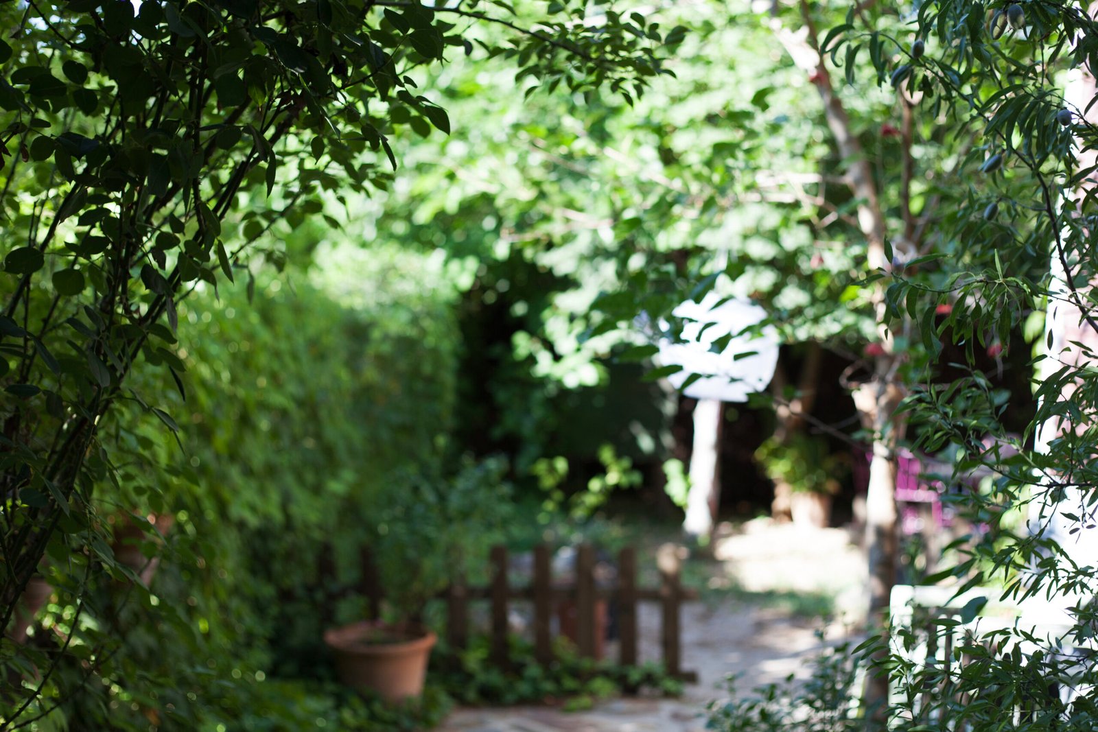 garden-sunny-day